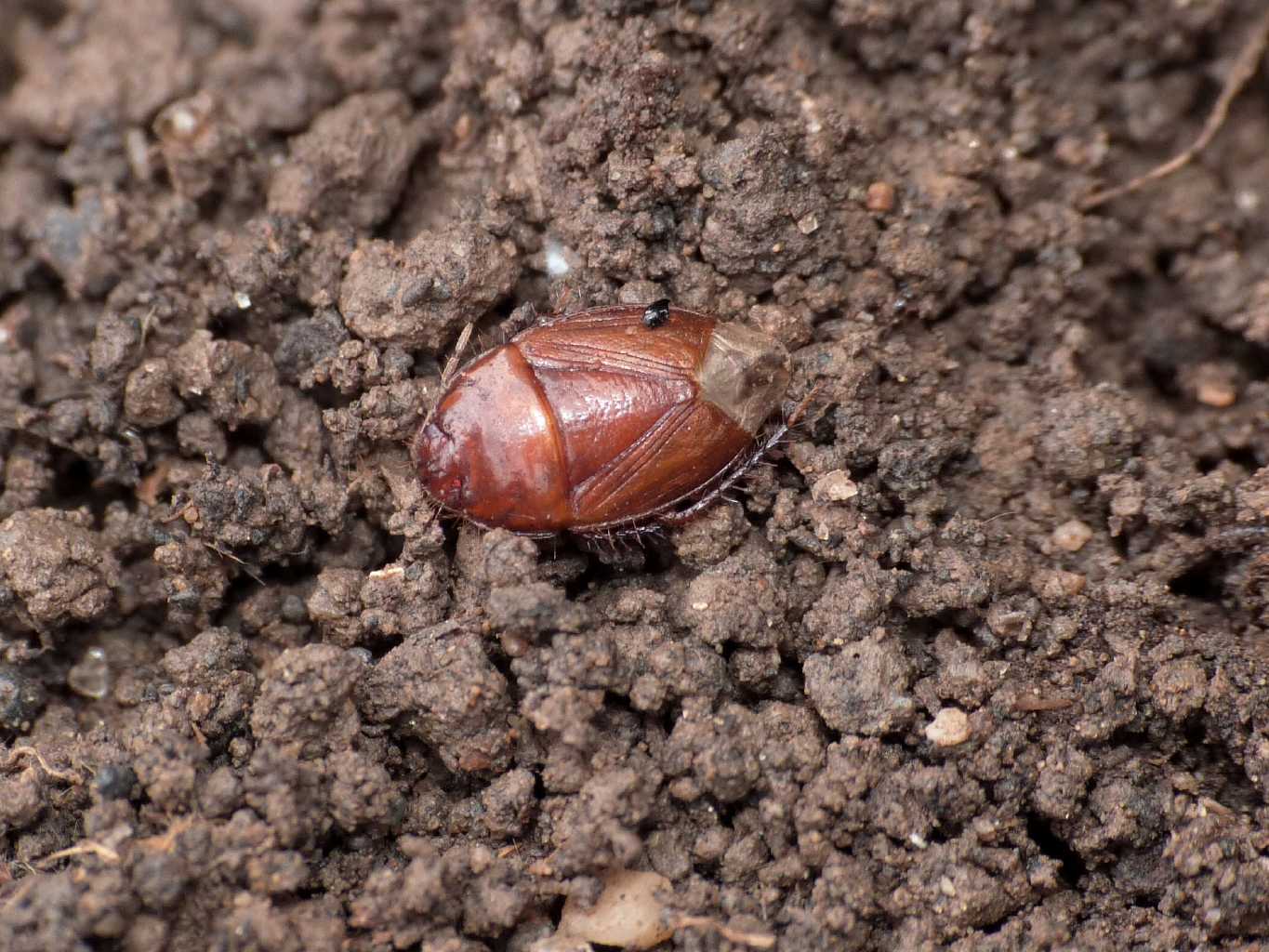 Cydnidae(?) di colore rossiccio da Tolfa (RM)